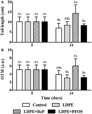 Ecotoxicological Effects of Chemical Contaminants Adsorbed to Microplastics in the Clam Scrobicularia plana